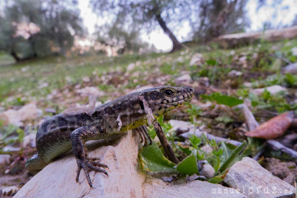 Lagartija andaluza (Podarcis vaucheri)